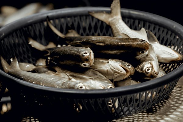 Comment créer une cuisine inspirée par le style industriel ?
